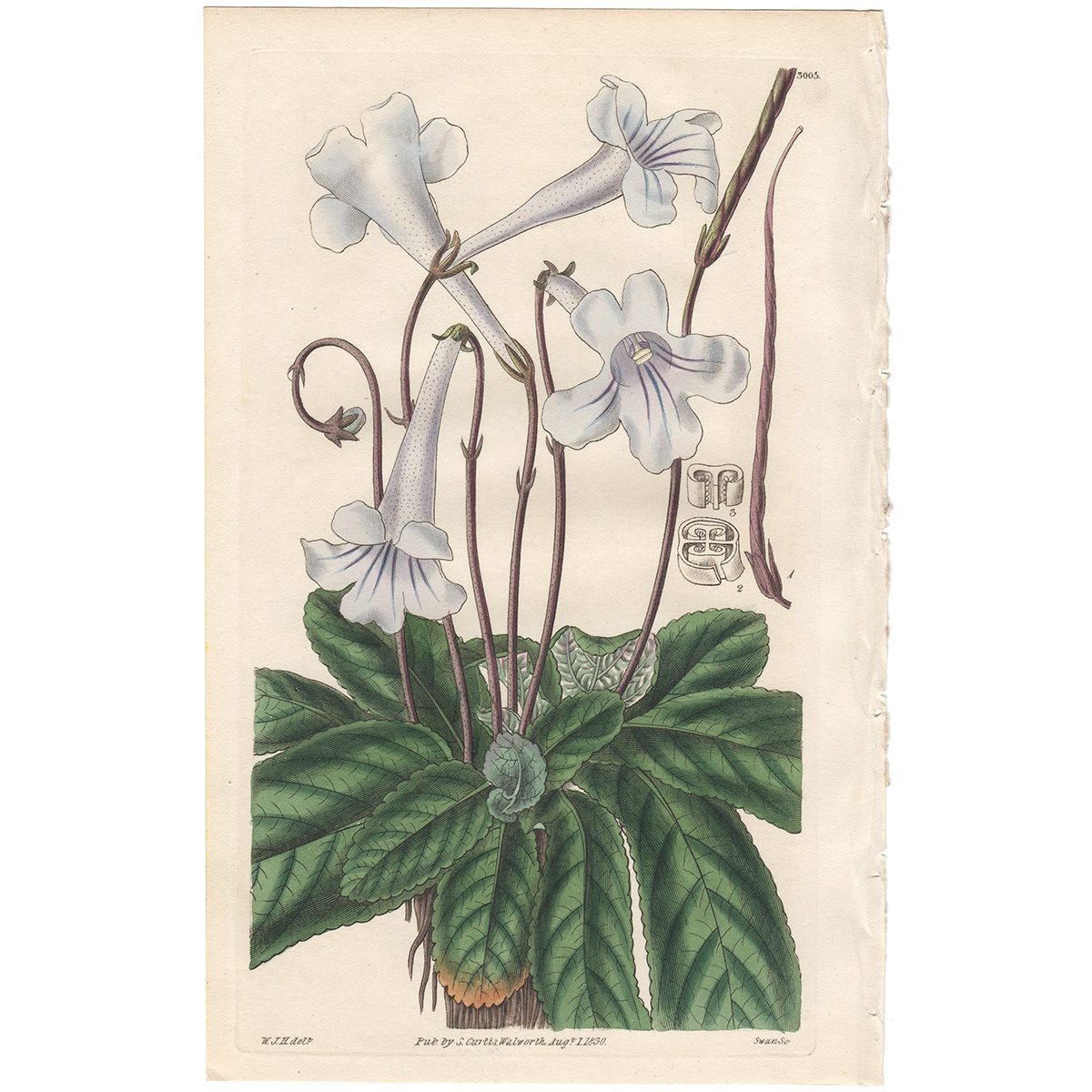 Curtis Plate 3005 Cape Didymocarpus