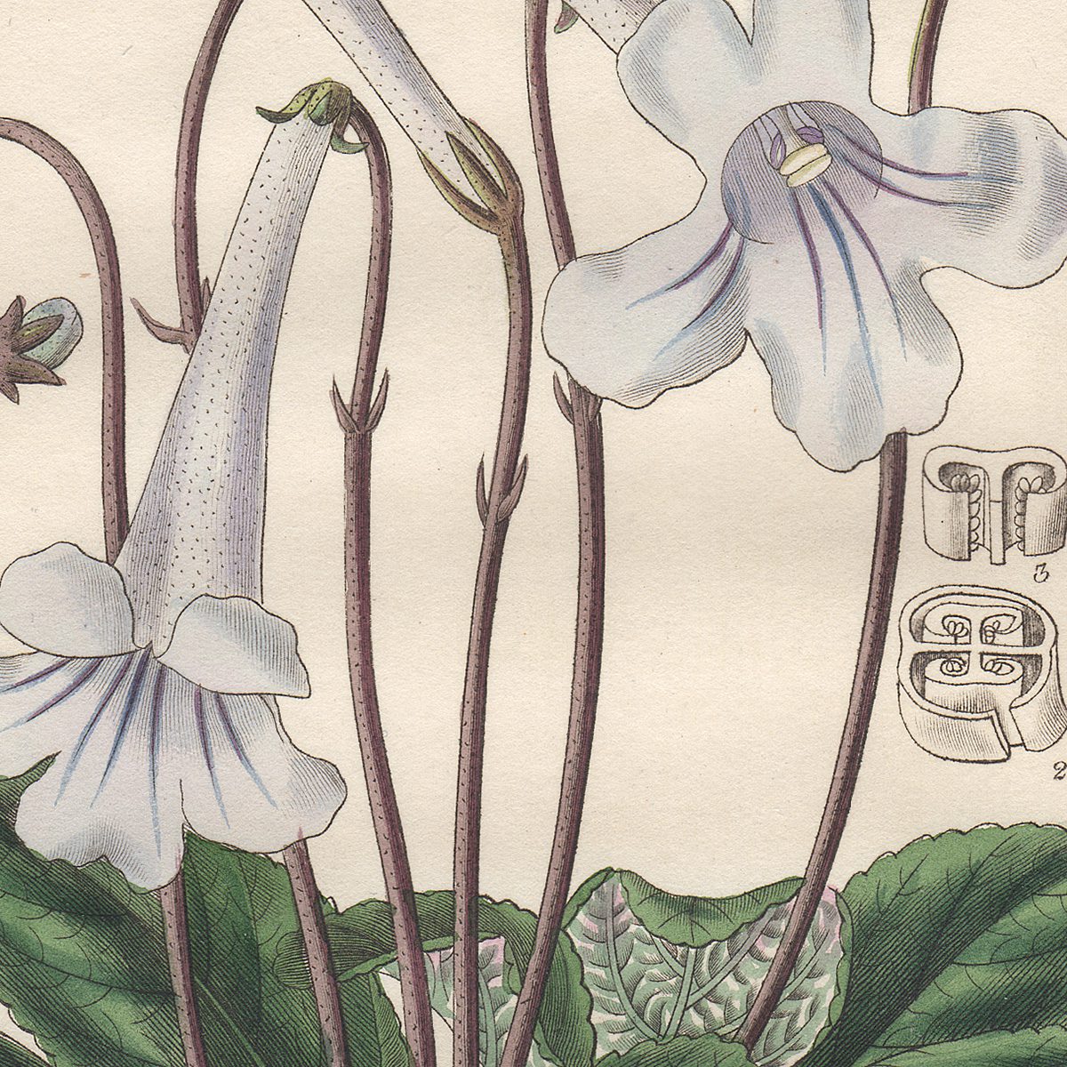 Curtis Plate 3005 Cape Didymocarpus - Image 2