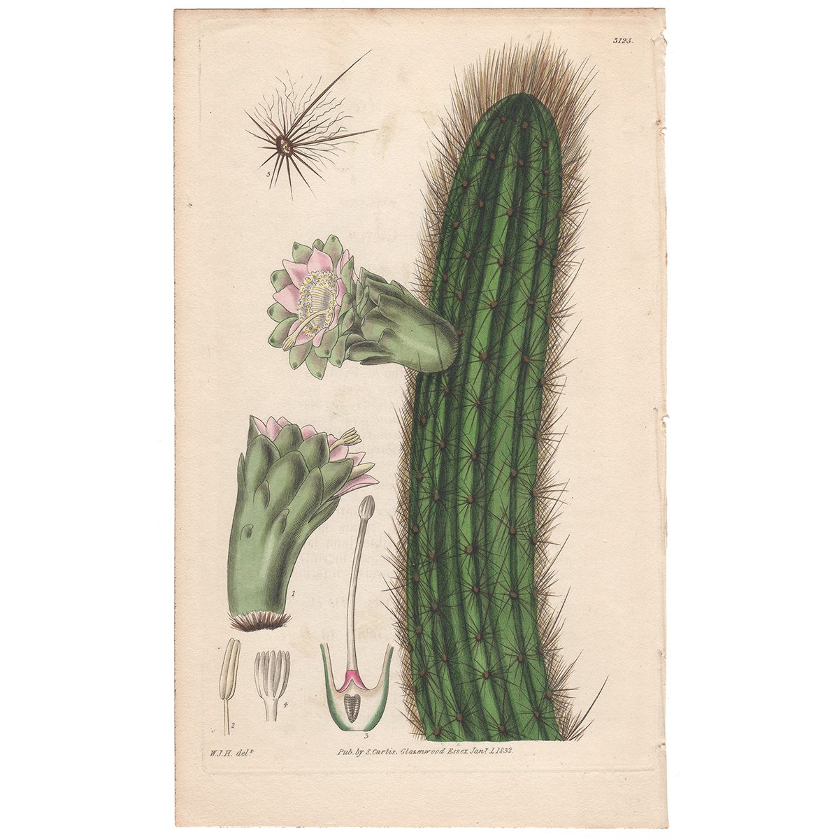 Curtis Plate 3125 Van Royen's Cereus