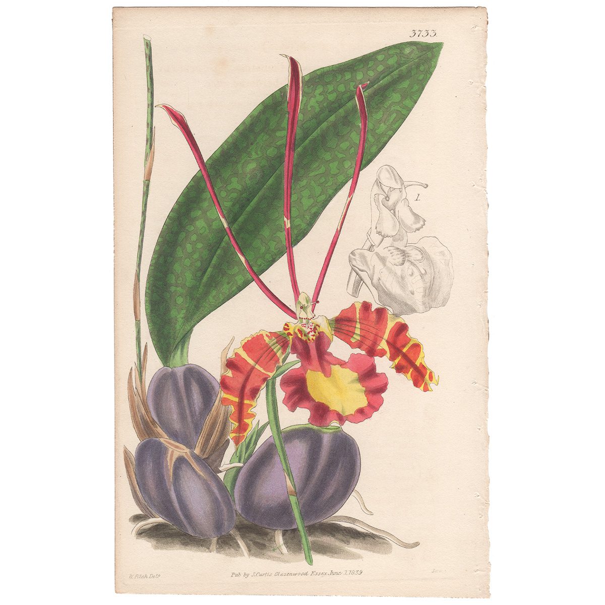 Curtis Plate 3733 Butterfly Oncidium