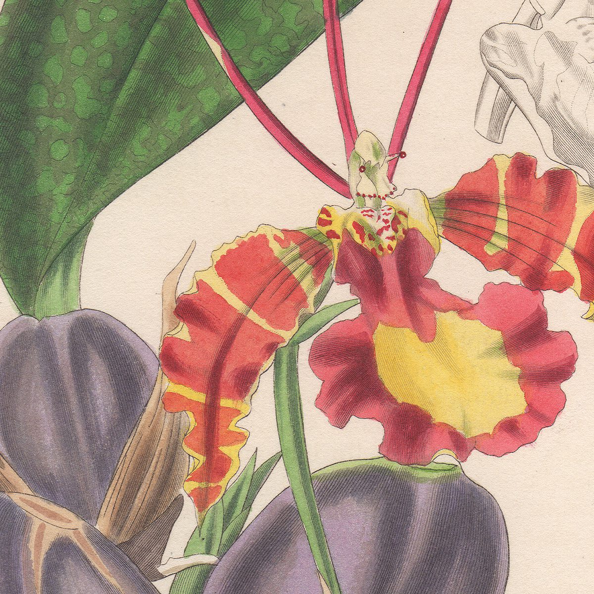 Curtis Plate 3733 Butterfly Oncidium - Image 2