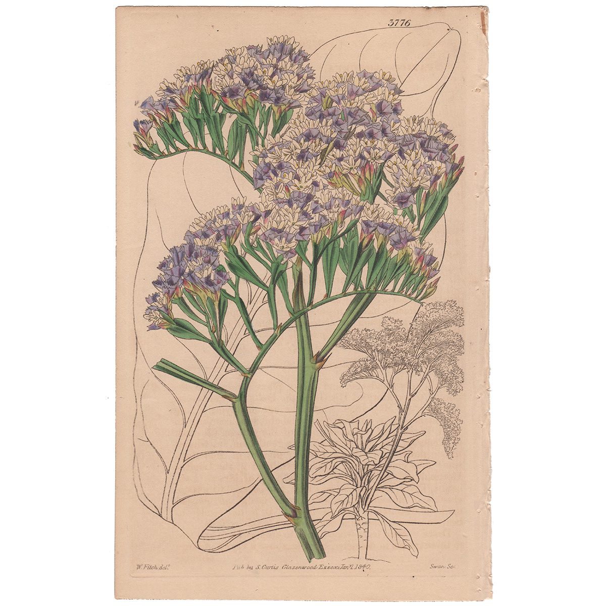 Curtis Plate 3776 Gigantic Canary Thrift