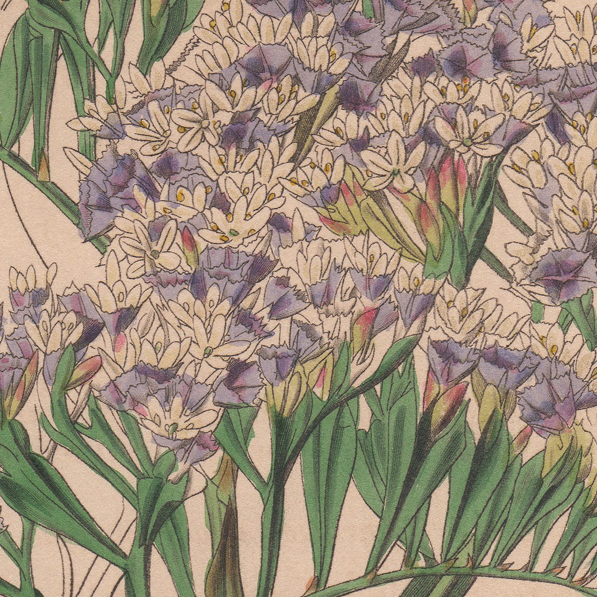 Curtis Plate 3776 Gigantic Canary Thrift - Image 2