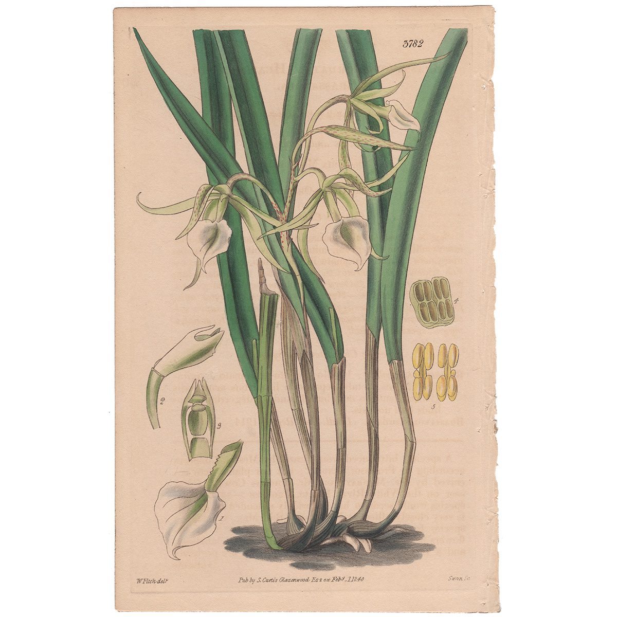 Plate 3782 Heart-lipped Brassavola, Curtis Botanical Magazine 1840 antique engraving