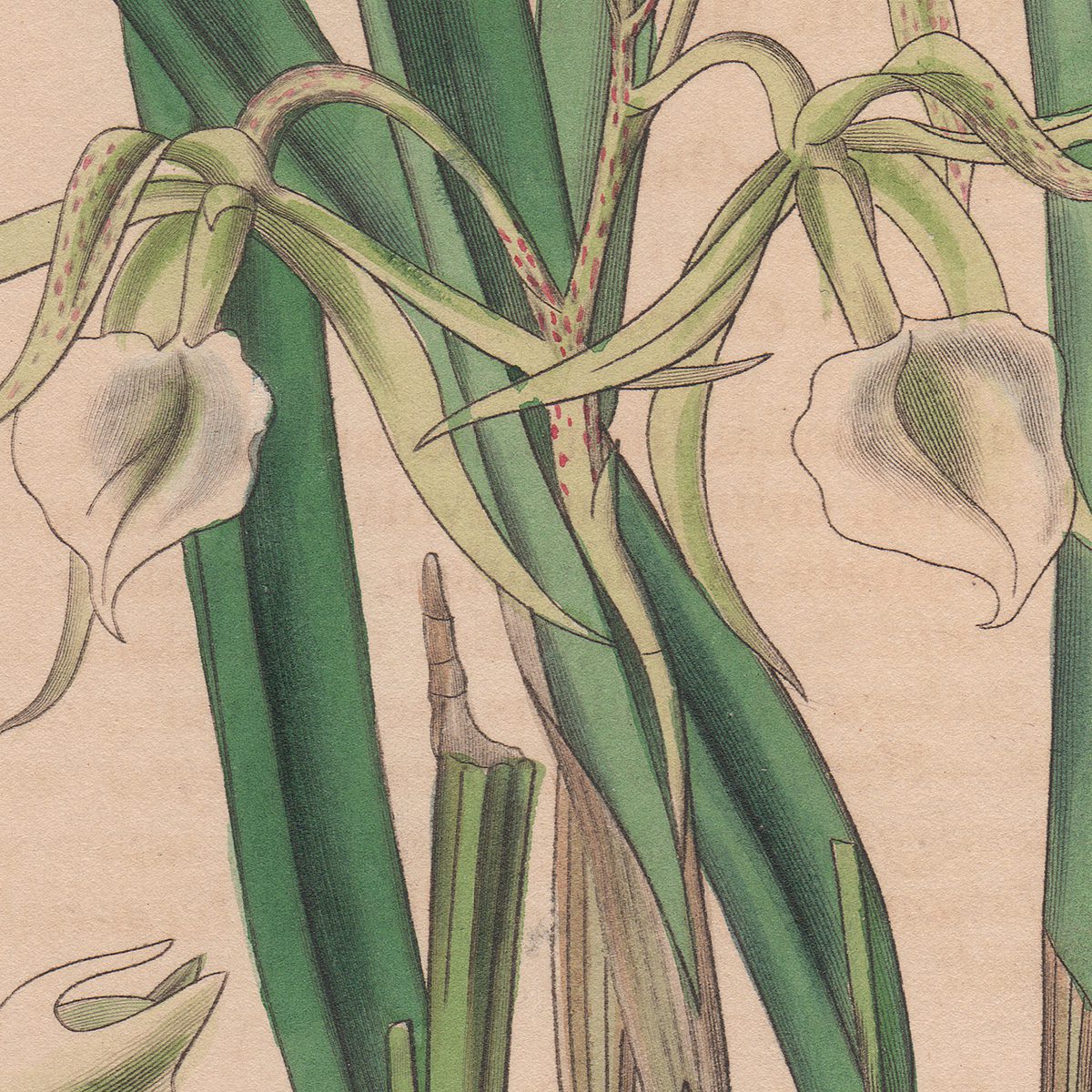 Original antique hand-colored engraving botanical print from Curtis’s Botanical Magazine; or Flower-Garden Displayed.