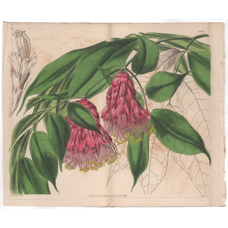 Curtis Double Sheet Plate 3964 Scarlet-flowered Brownea