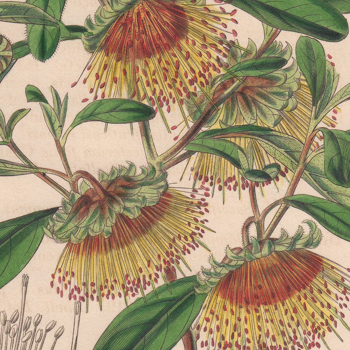 Curtis Plate 4059 Dampier's Diplolaena - Image 2