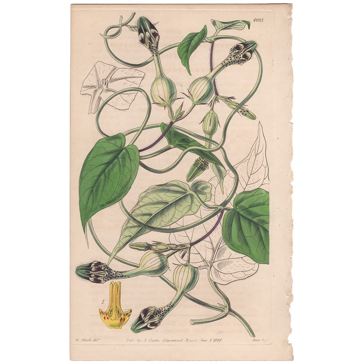 Curtis Plate 4093 Ocellated Ceropegia
