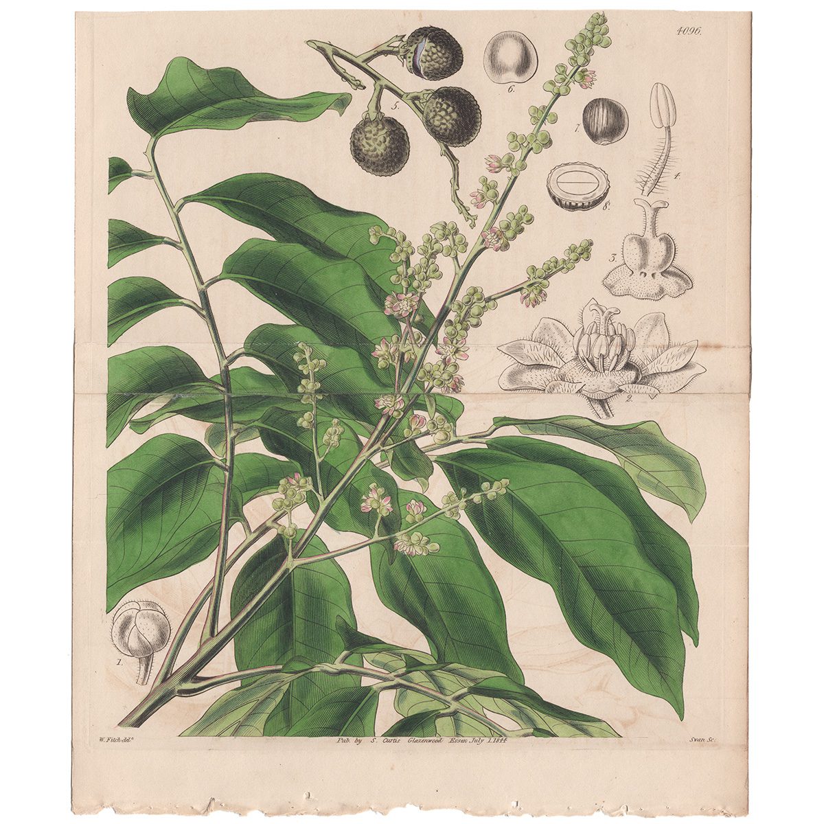 Curtis Double Sheet Plate 4096 Longan