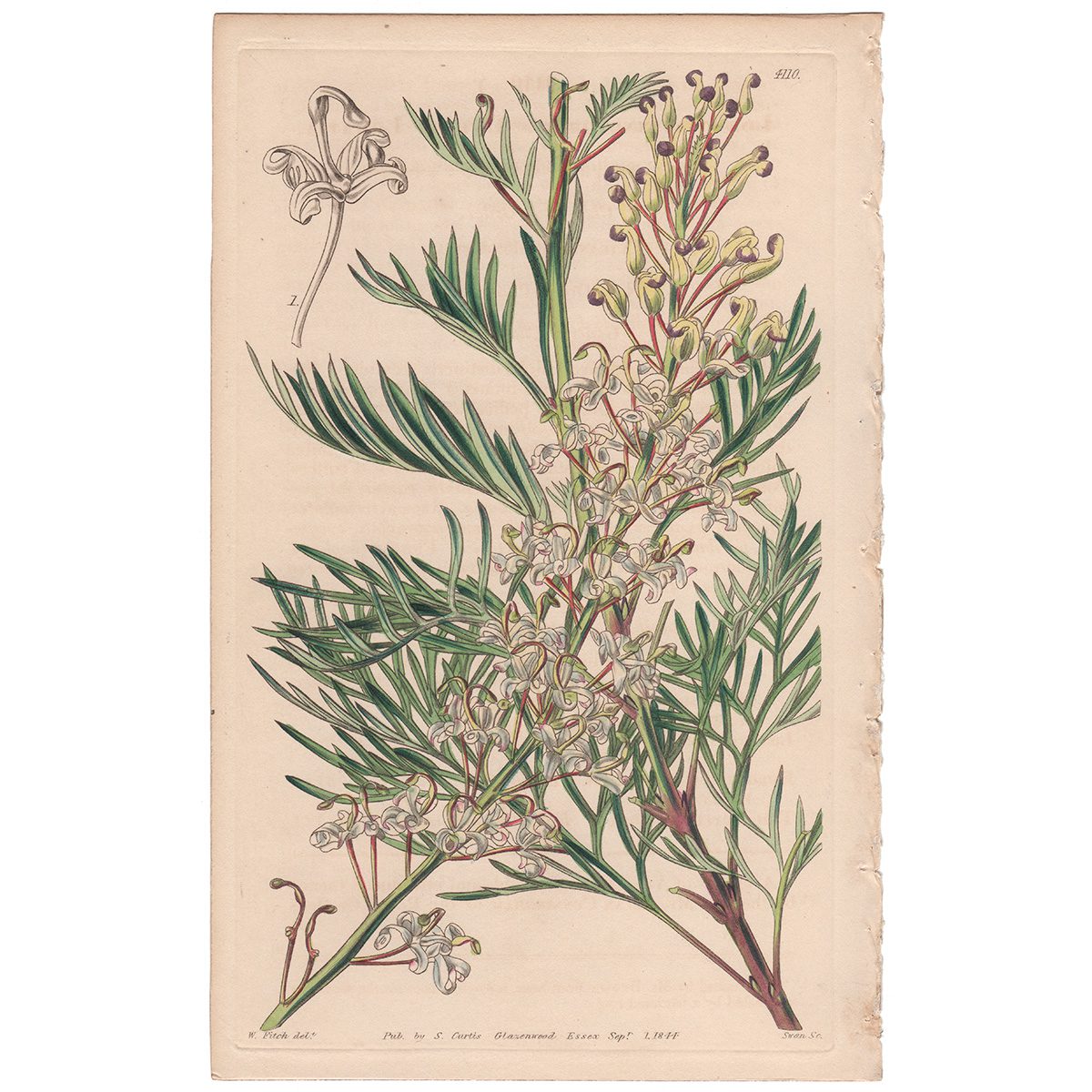 Curtis Plate 4110 Dyeing Lomatia