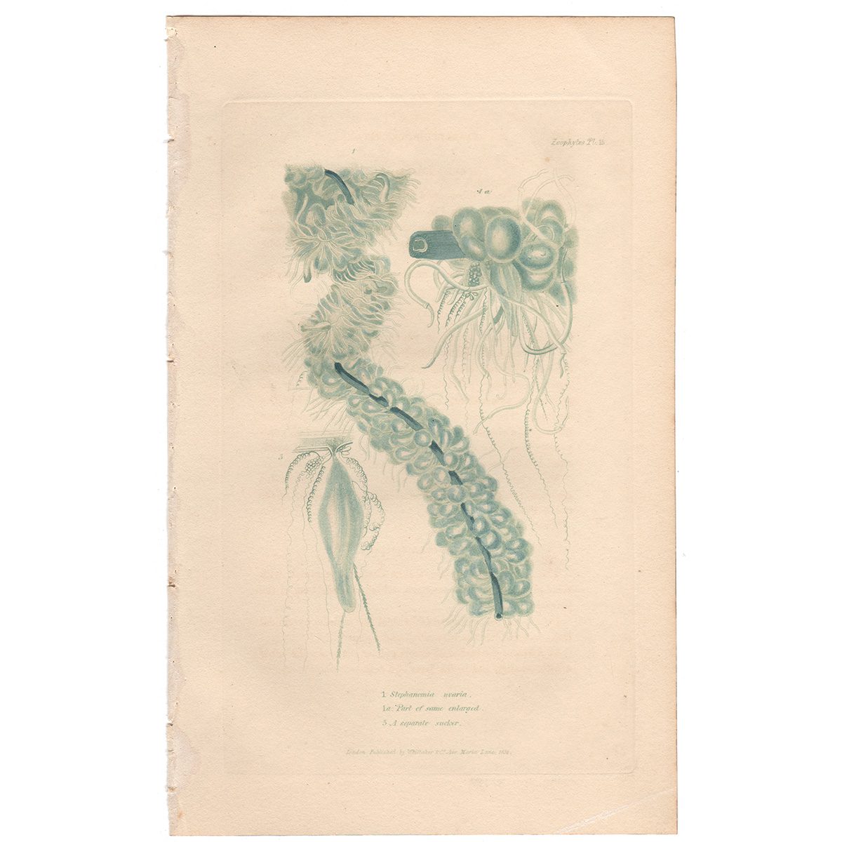 Cuvier Animal Kingdom Zoophytes Plate 15