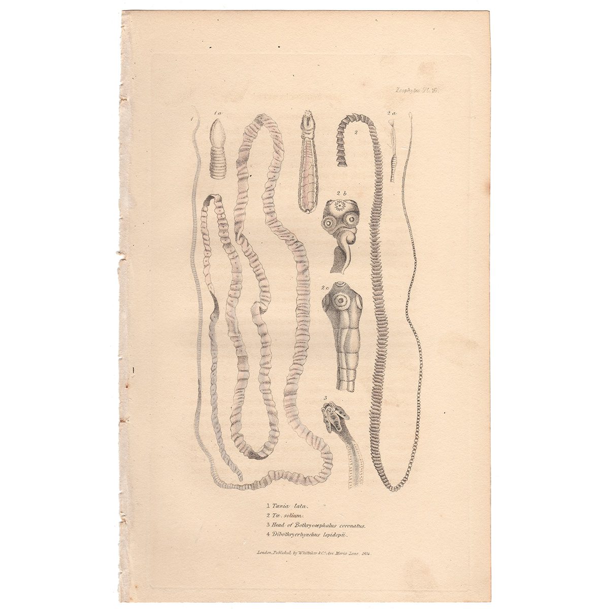 Cuvier Animal Kingdom Zoophytes Plate 16