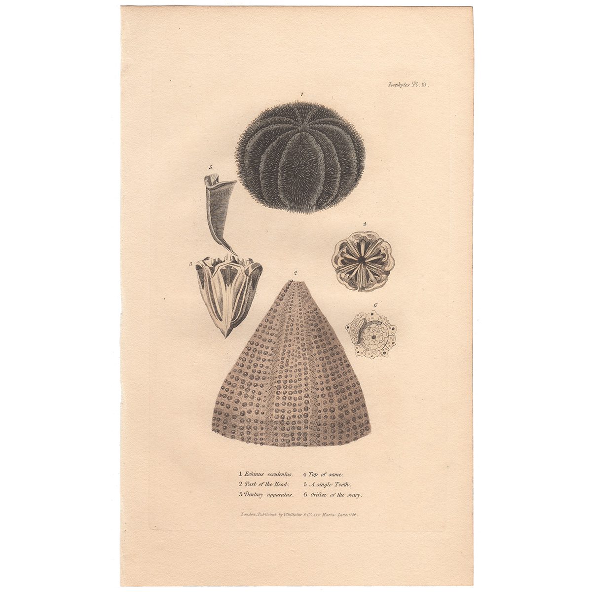 Cuvier Animal Kingdom Zoophytes Plate 18