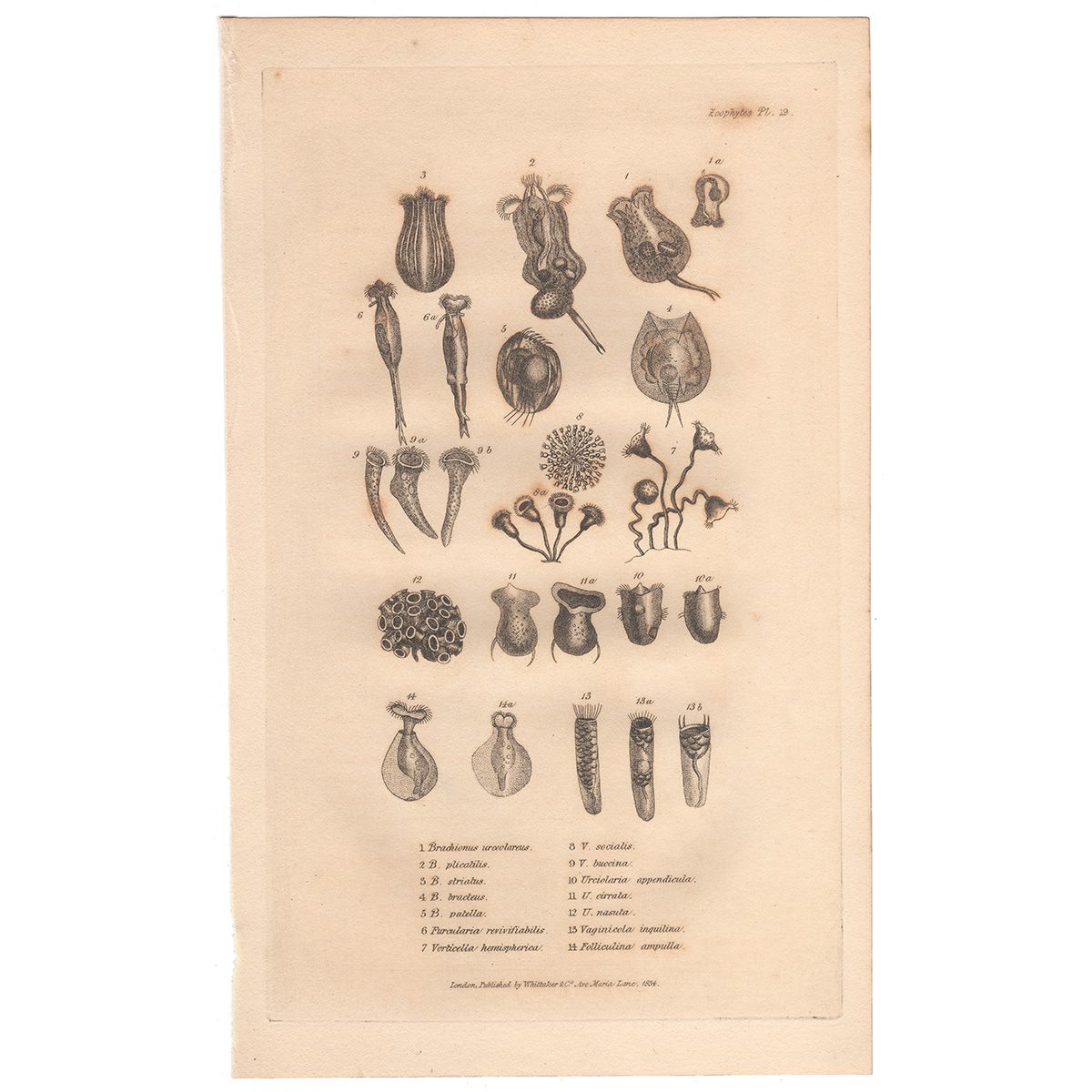 Cuvier Animal Kingdom Zoophytes Plate 19