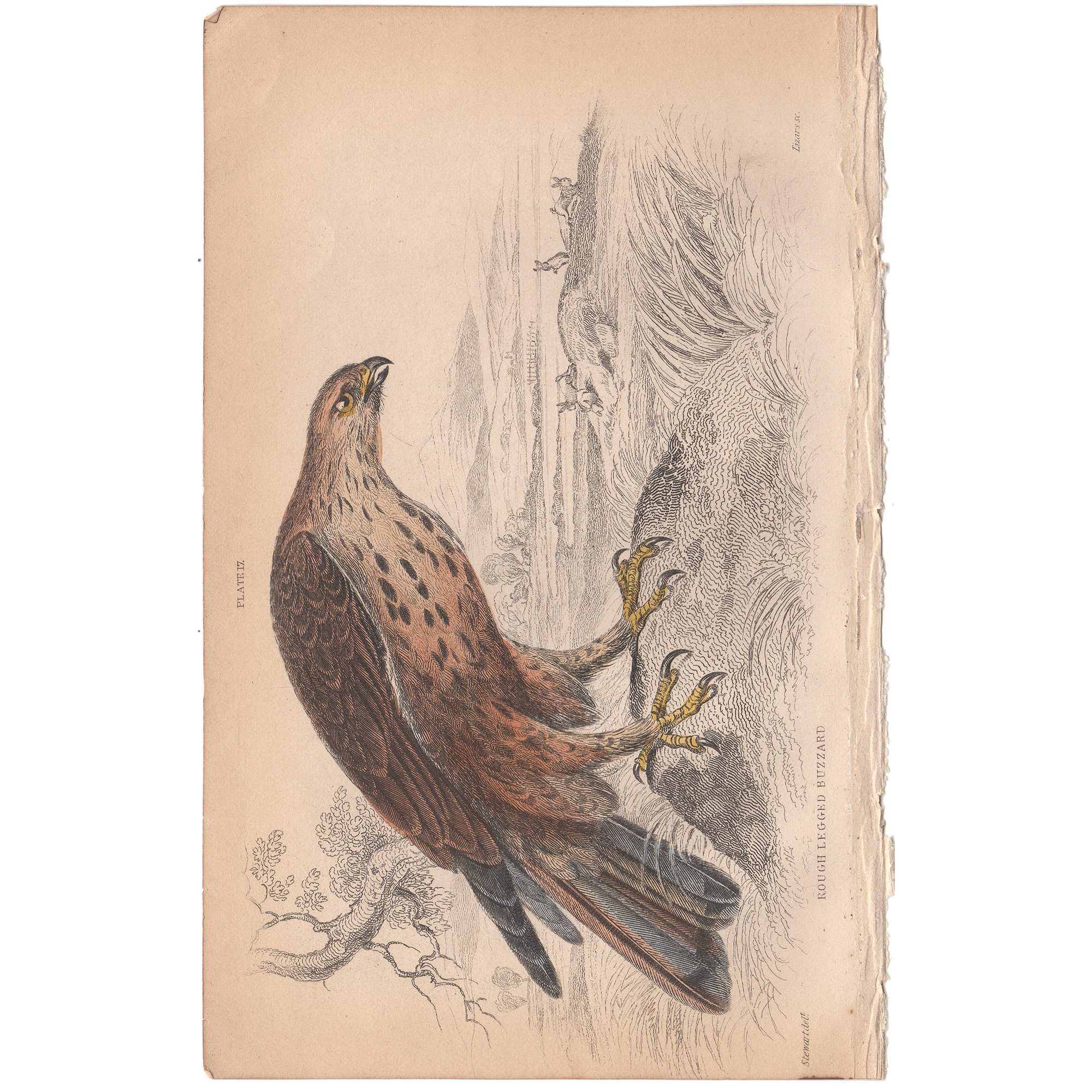 Jardine Naturalist's Library Plate 17 Rough-Legged Buzzard