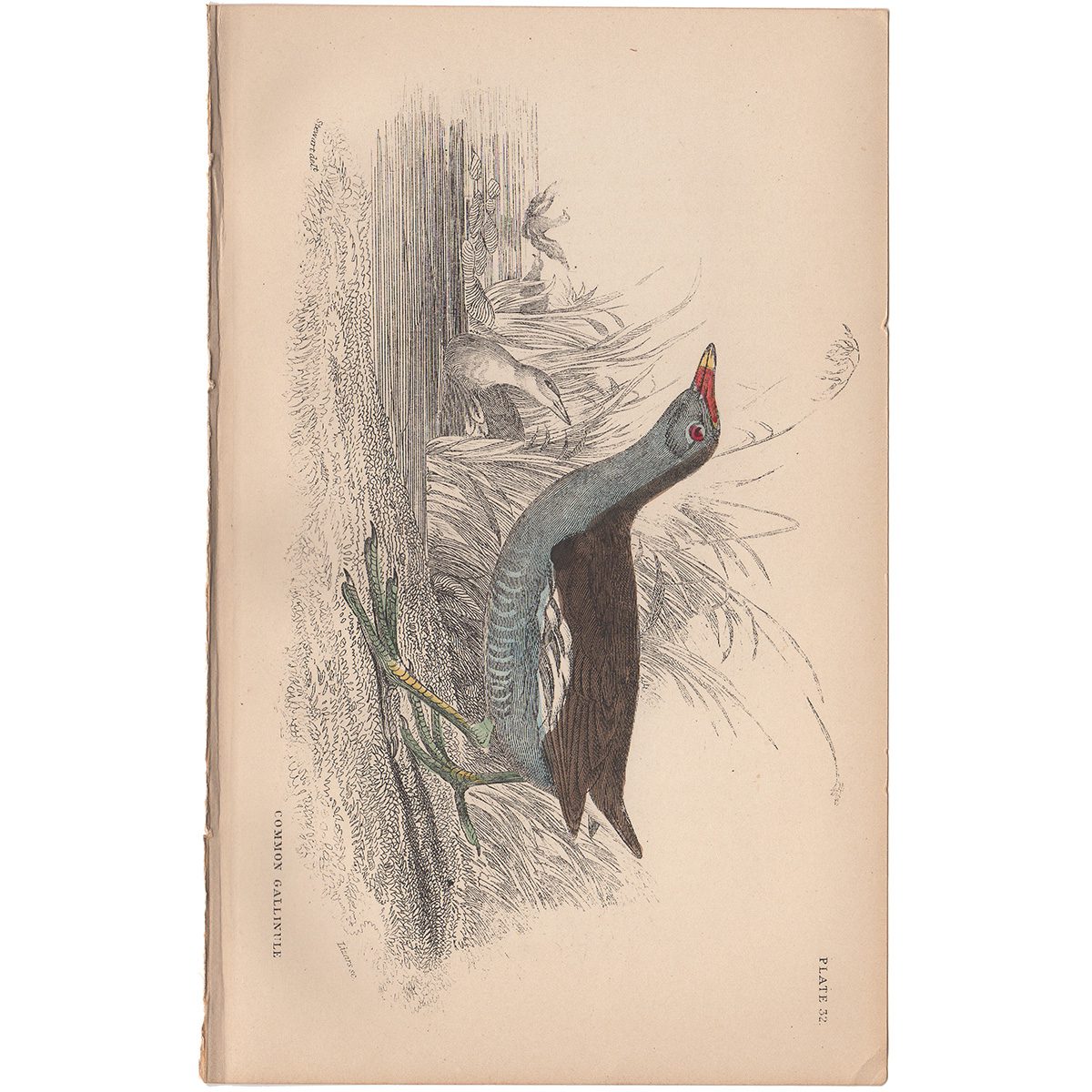Jardine Naturalist's Library Plate 32 Common Gallinule