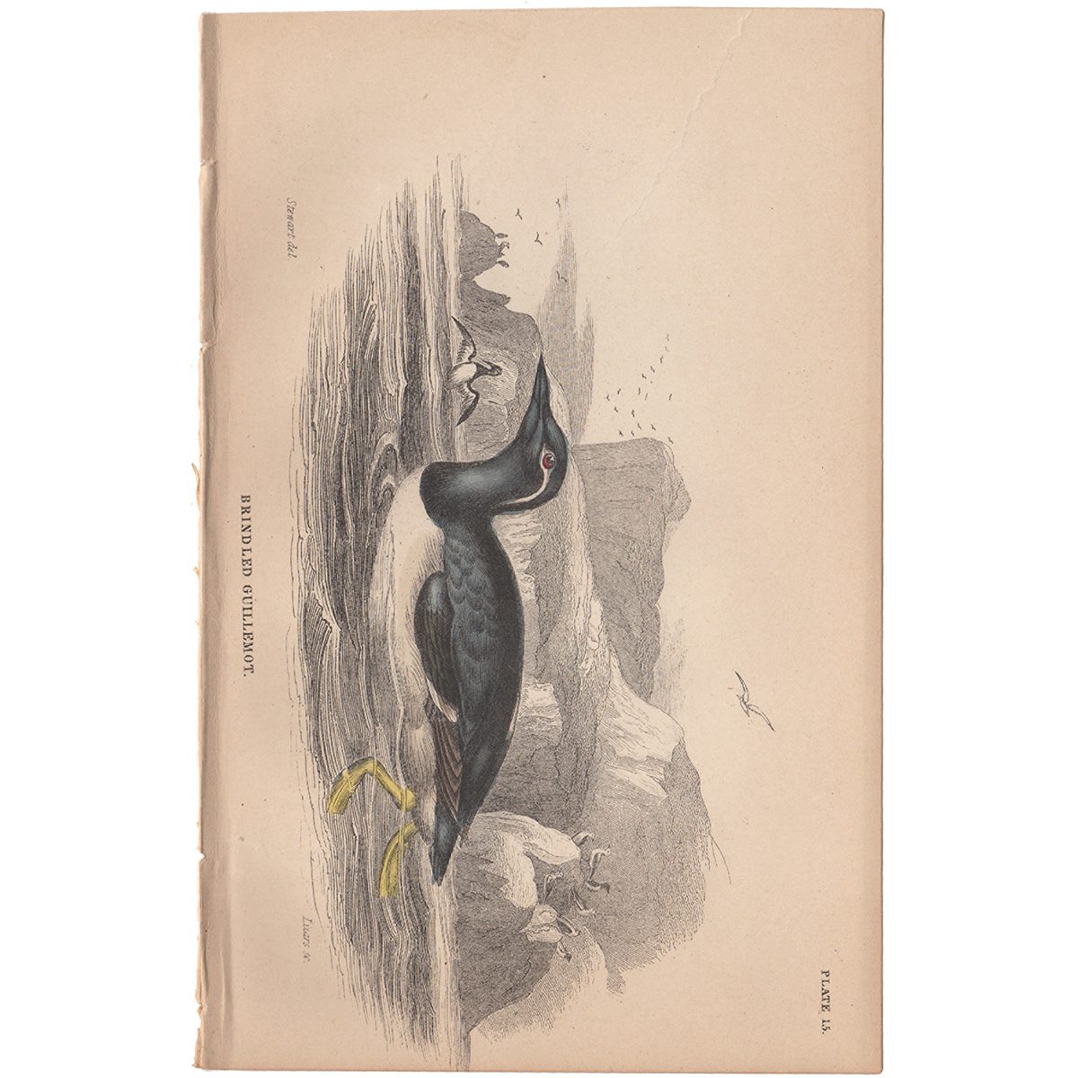 Jardine Naturalist's Library Plate 15 Bridled Guillemot