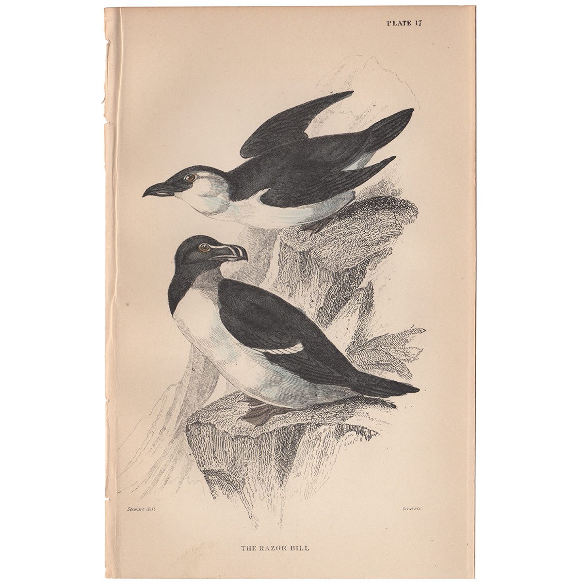 Jardine Naturalist's Library Plate 17 Razor-billed Auk