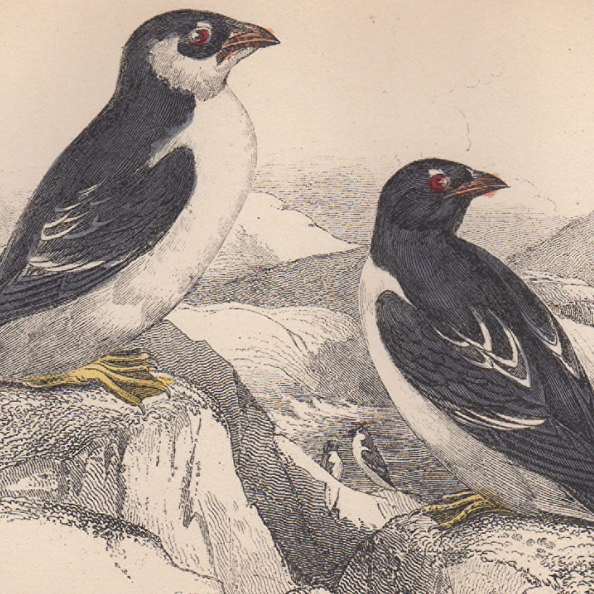 Jardine The Naturalist's Library Ornithology