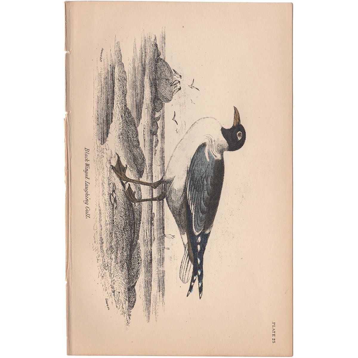 Jardine Naturalist's Library Plate 23 Black-winged Laughing Gull