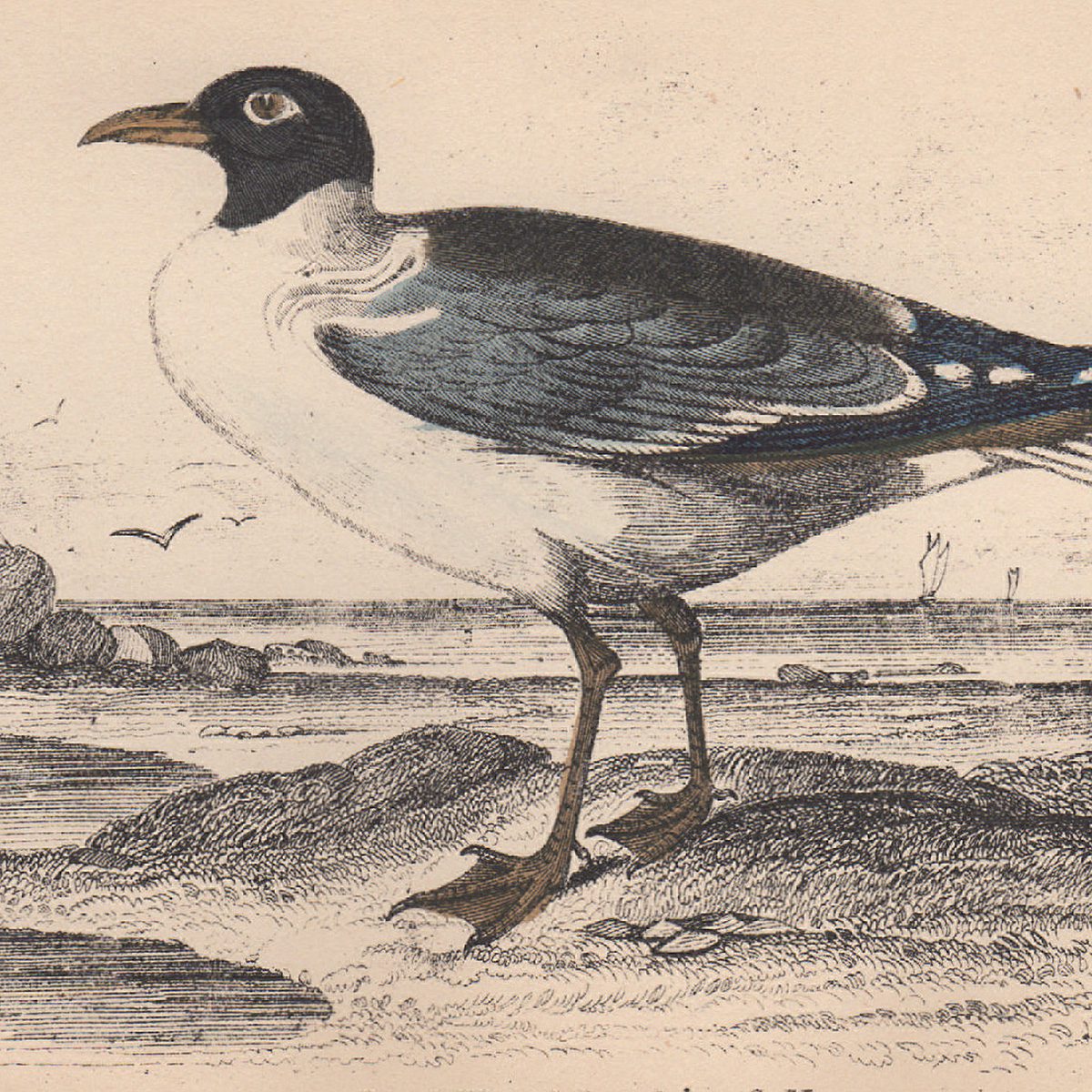 Jardine The Naturalist's Library Ornithology