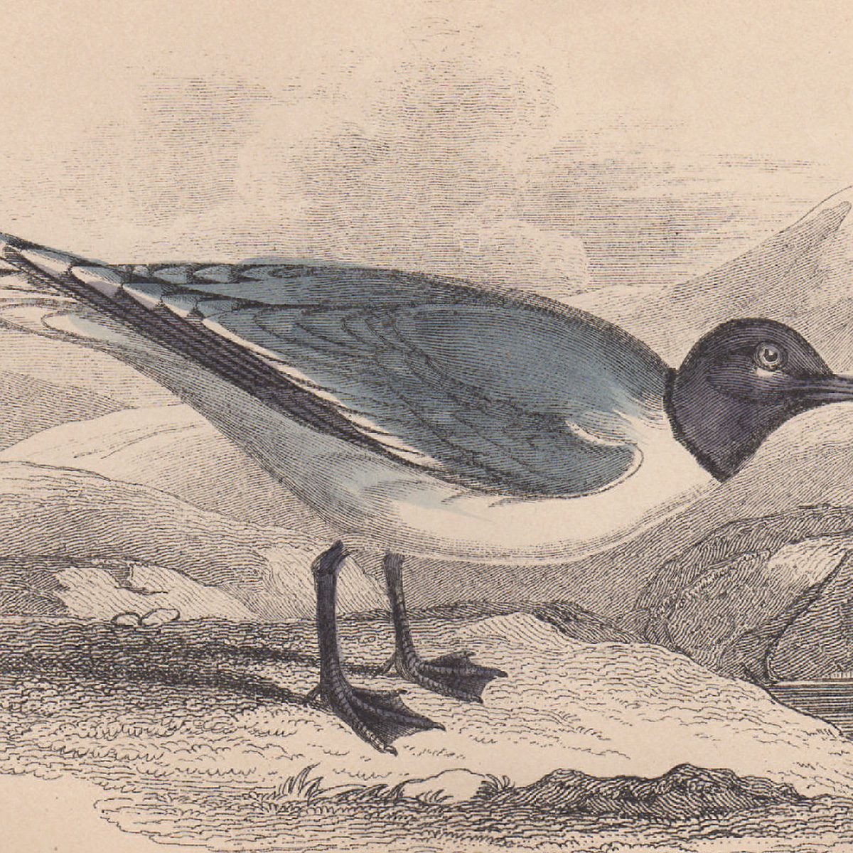 Jardine The Naturalist's Library Ornithology