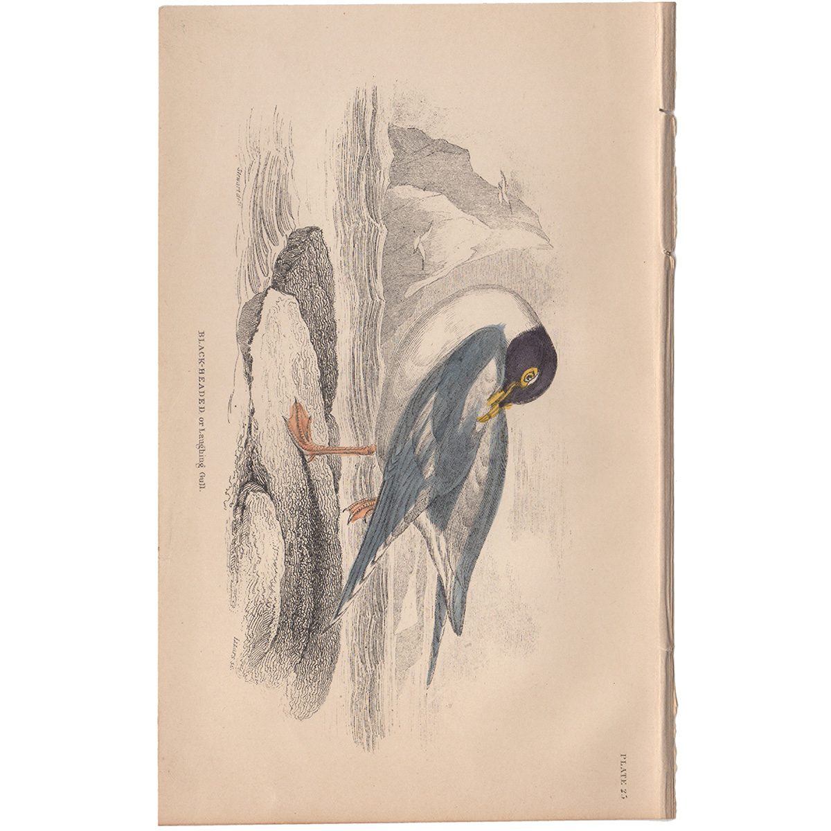 Jardine Naturalist's Library Plate 25 Black-headed or Laughing Gull