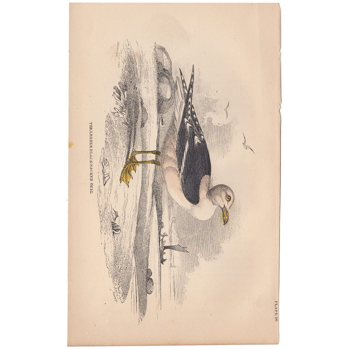 Jardine Naturalist's Library Plate 26 Lesser Black-backed Gull