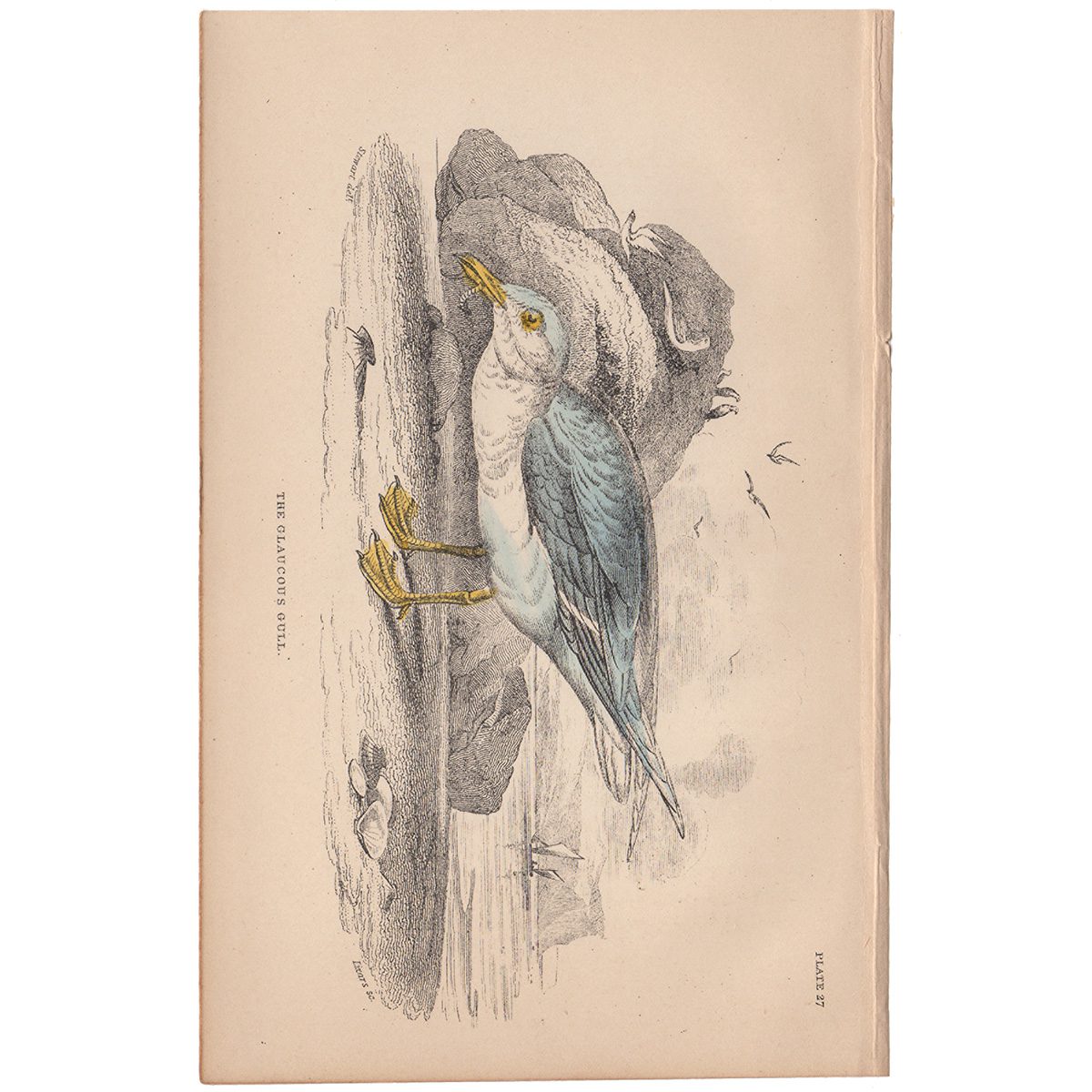 Jardine Naturalist's Library Plate 27 Glaucous Gull