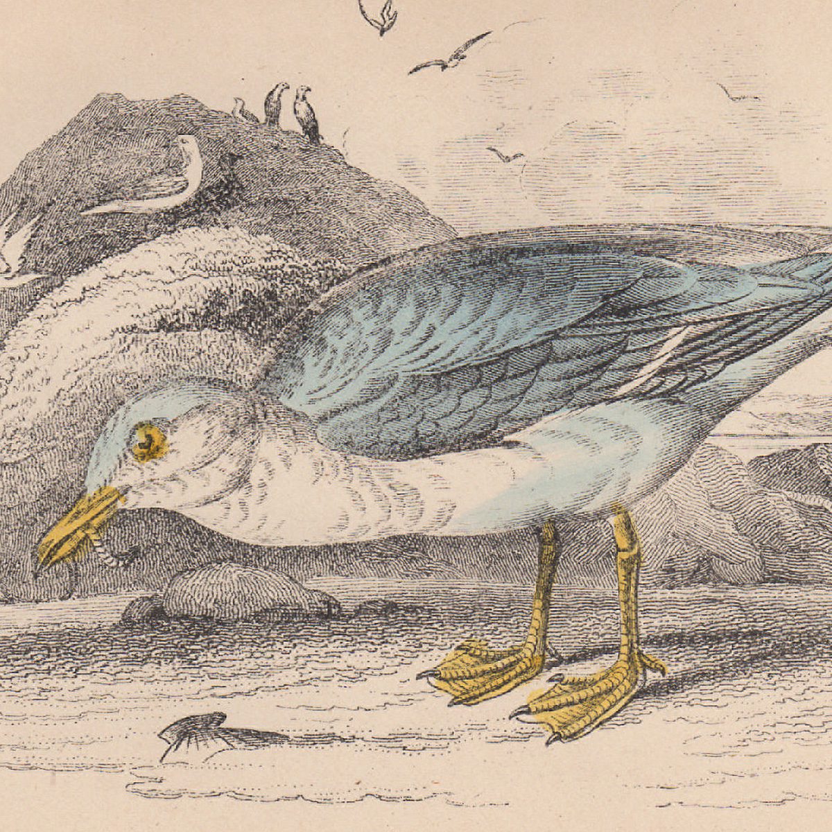 Jardine The Naturalist's Library Ornithology