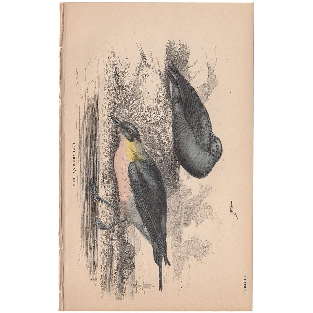 Jardine Naturalist's Library Plate 28 Richardson's Skua