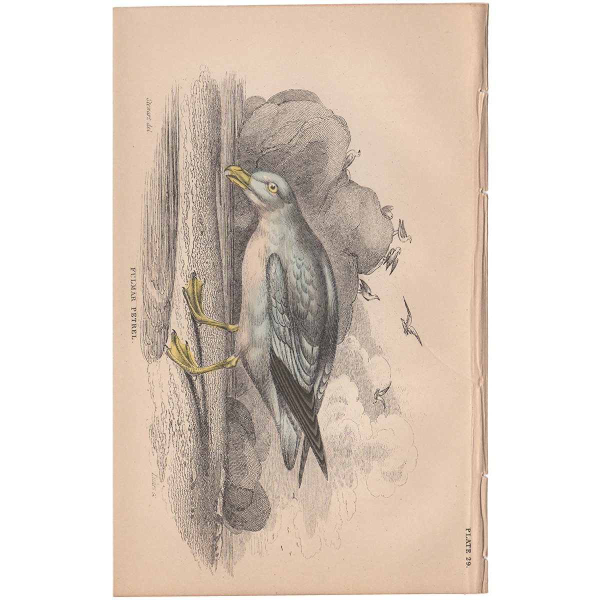Jardine Naturalist's Library Plate 29 Fulmar Petrel
