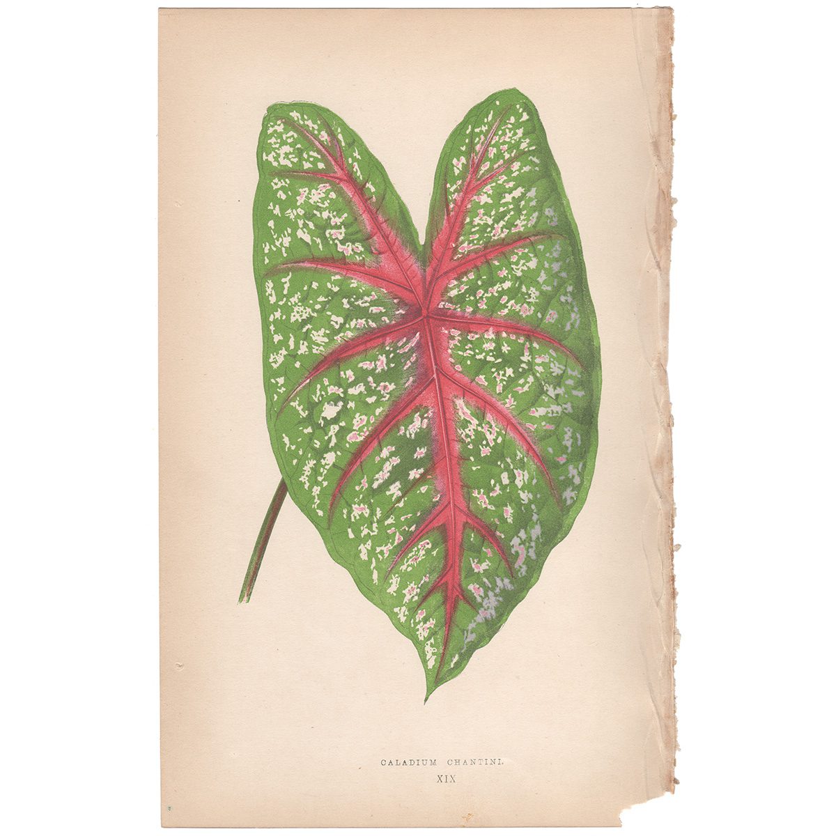 Lowe Beautiful Leaved Plants Plate 19 Caladium Chantini