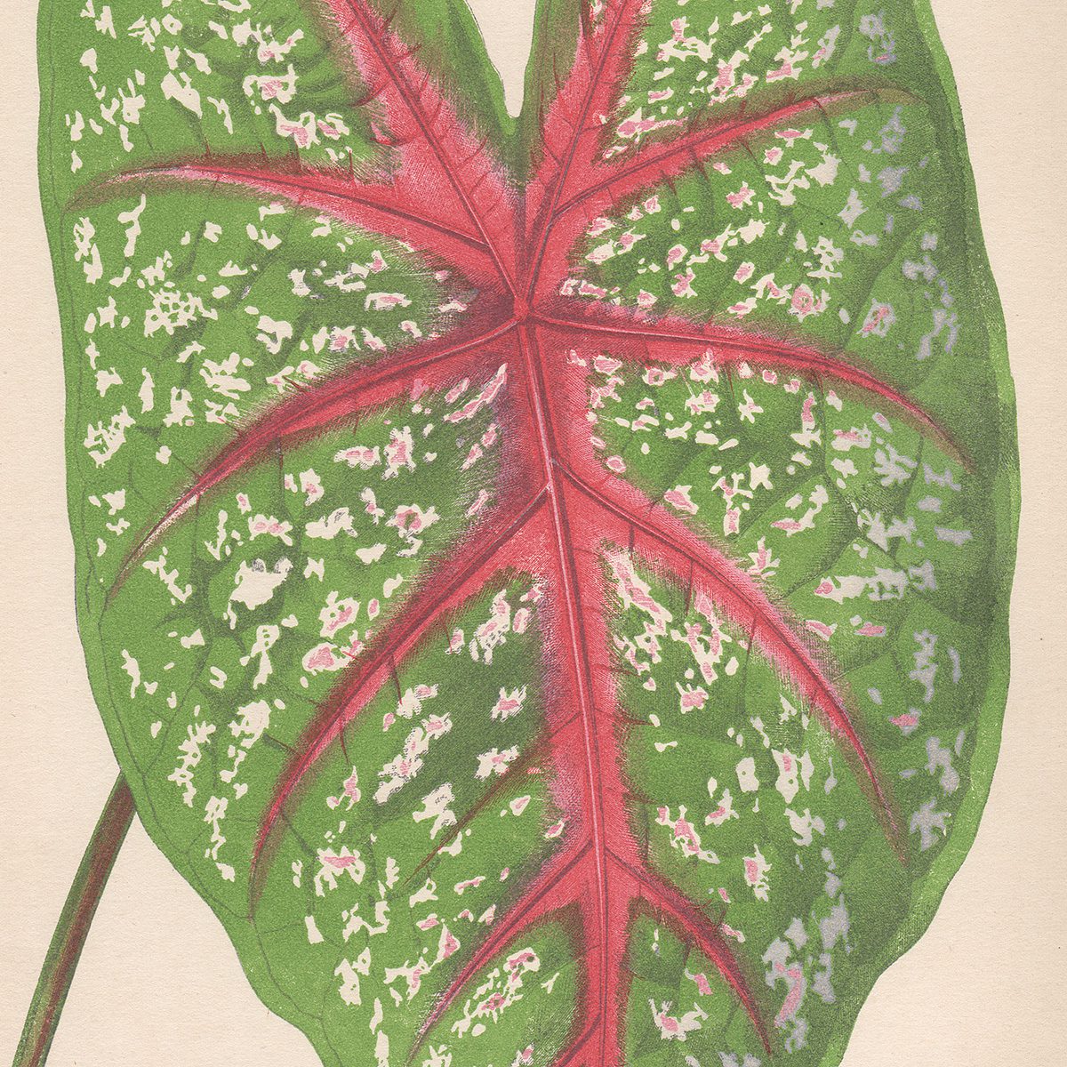 Lowe Beautiful Leaved Plants Plate 19 Caladium Chantini - Image 2