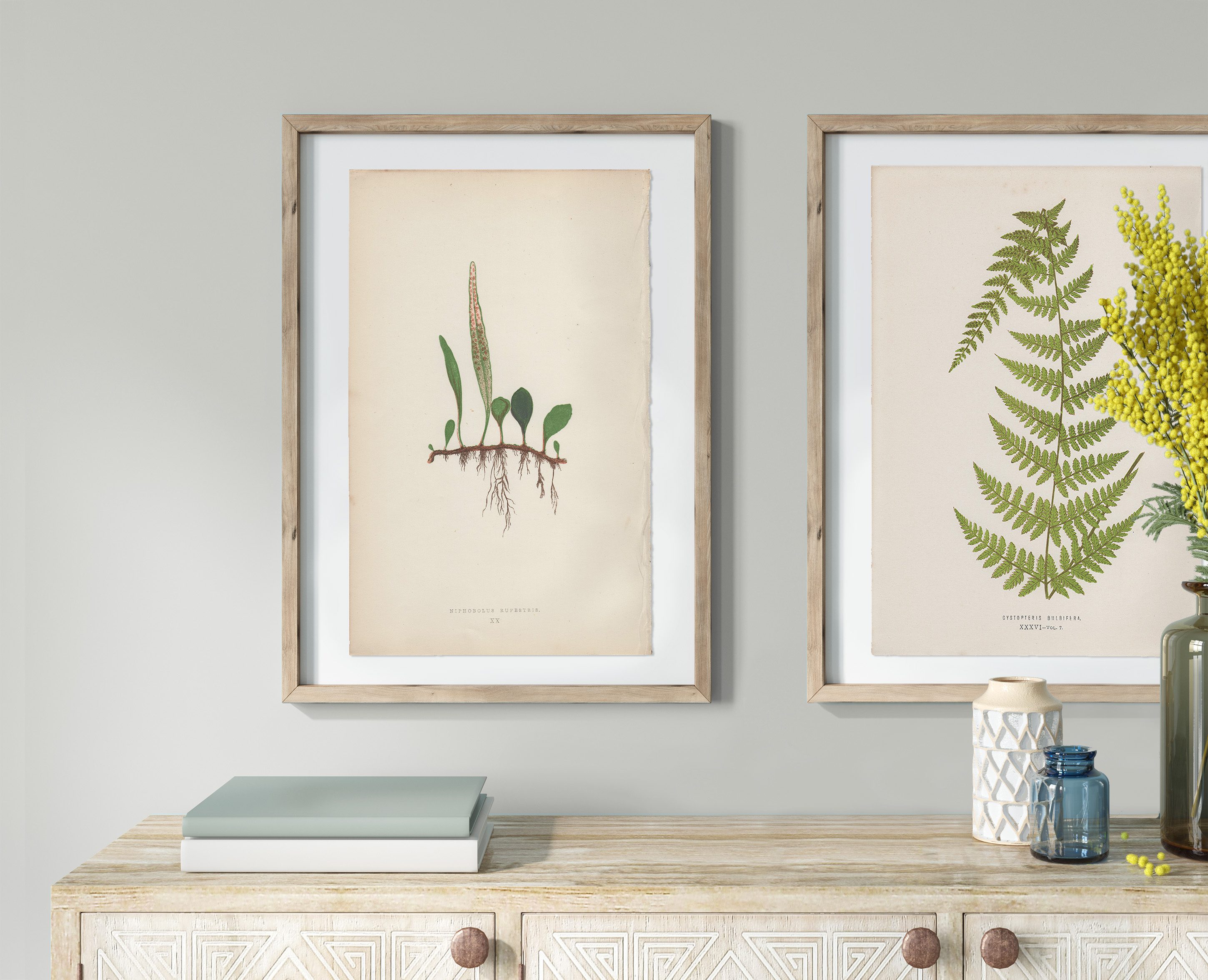 Original antique color lithograph botanical print from Lowe Ferns: British and Exotic