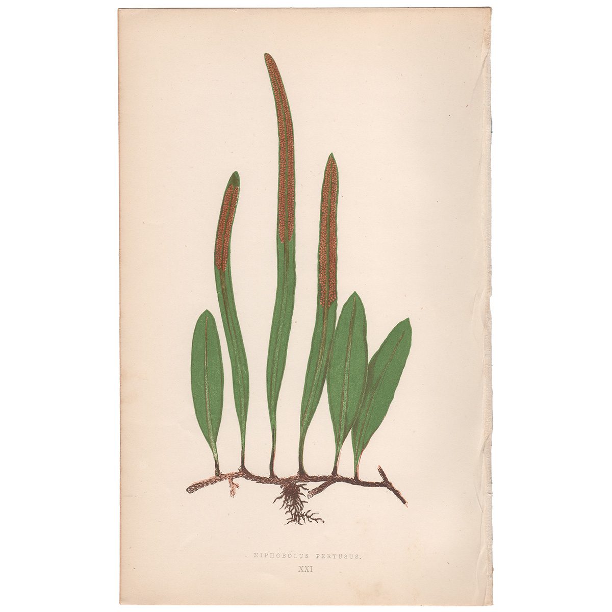 Lowe Ferns Vol 1 Plate 21 Niphobolus Pertusus