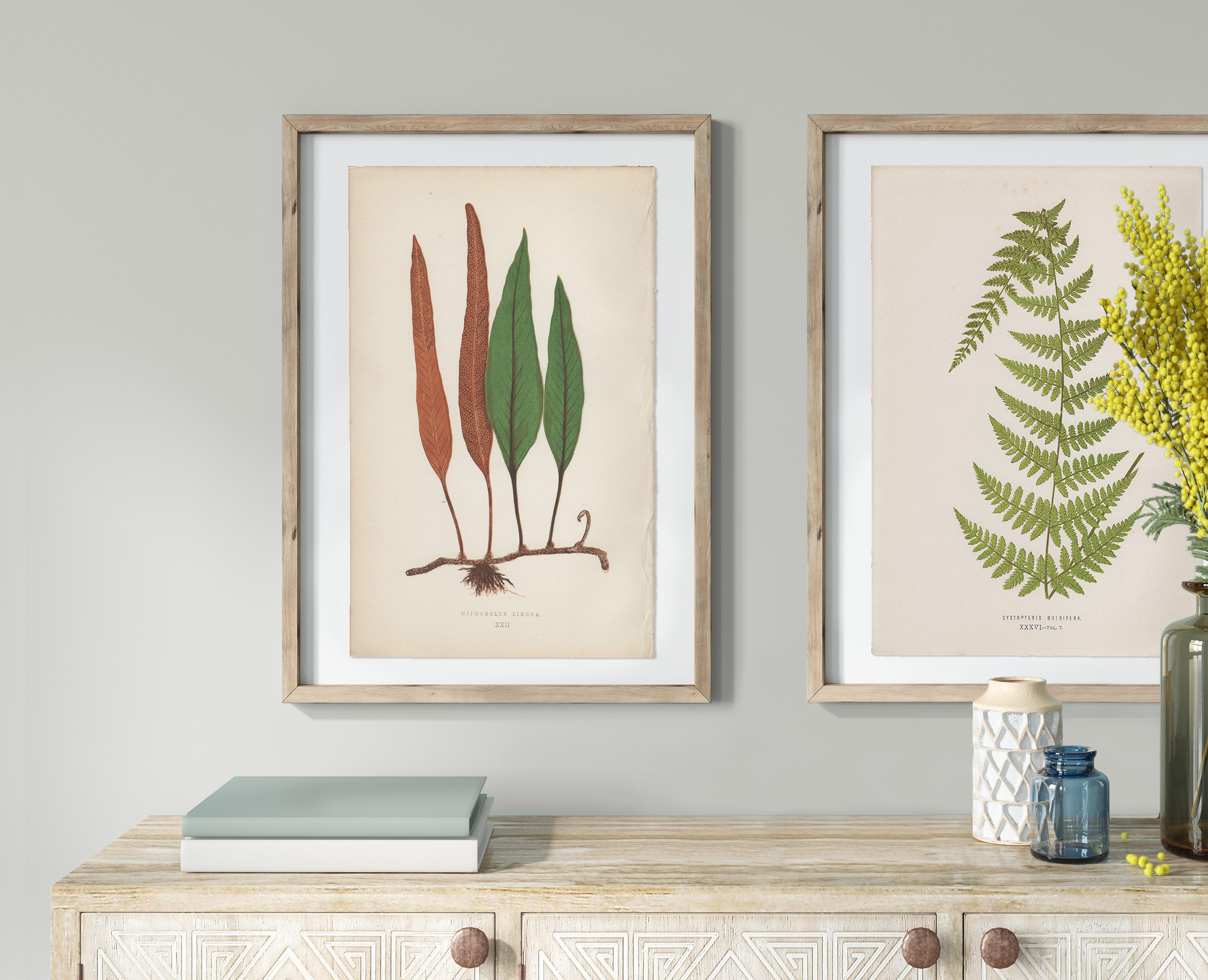 Original antique color lithograph botanical print from Lowe Ferns: British and Exotic