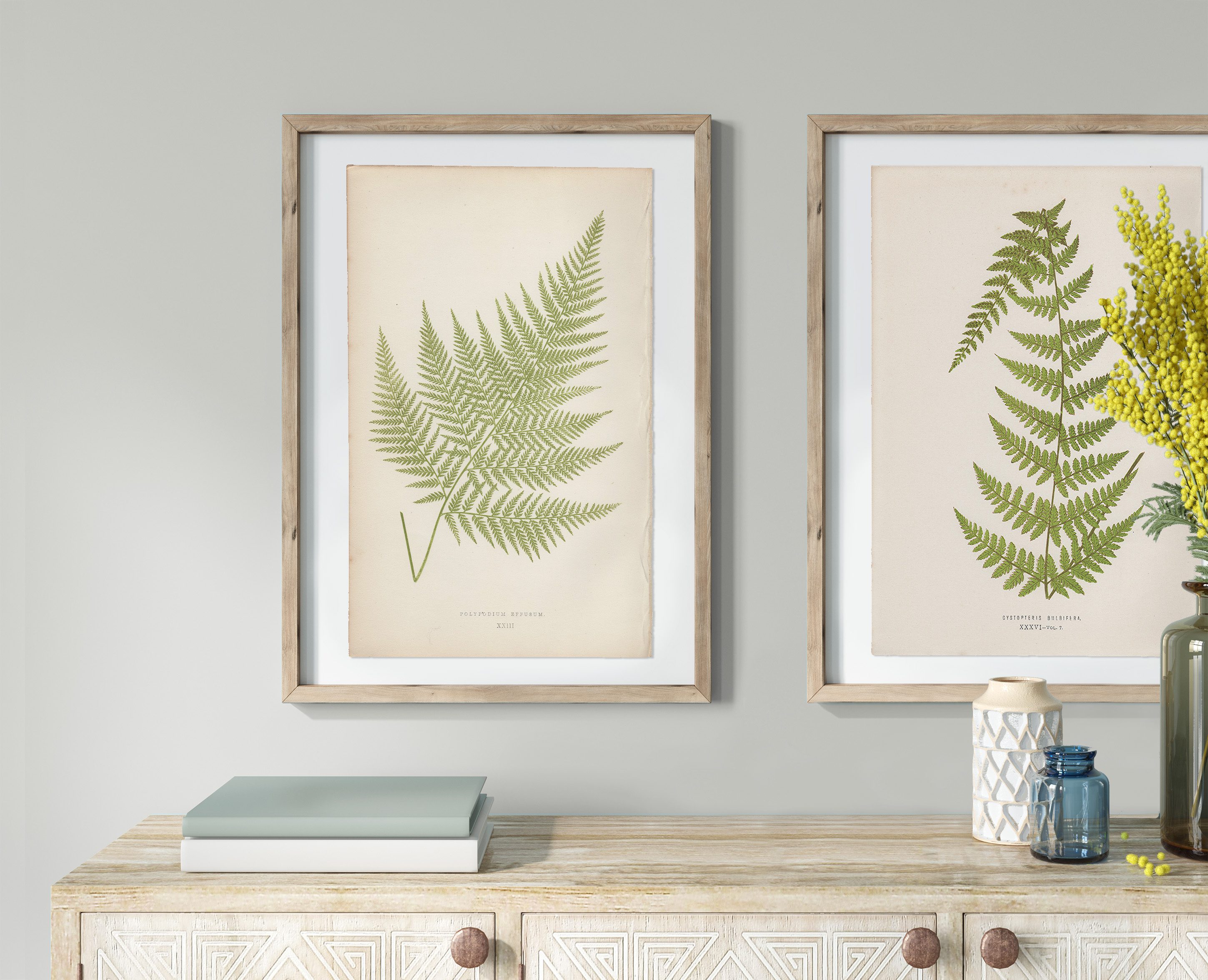 Original antique color lithograph botanical print from Lowe Ferns: British and Exotic