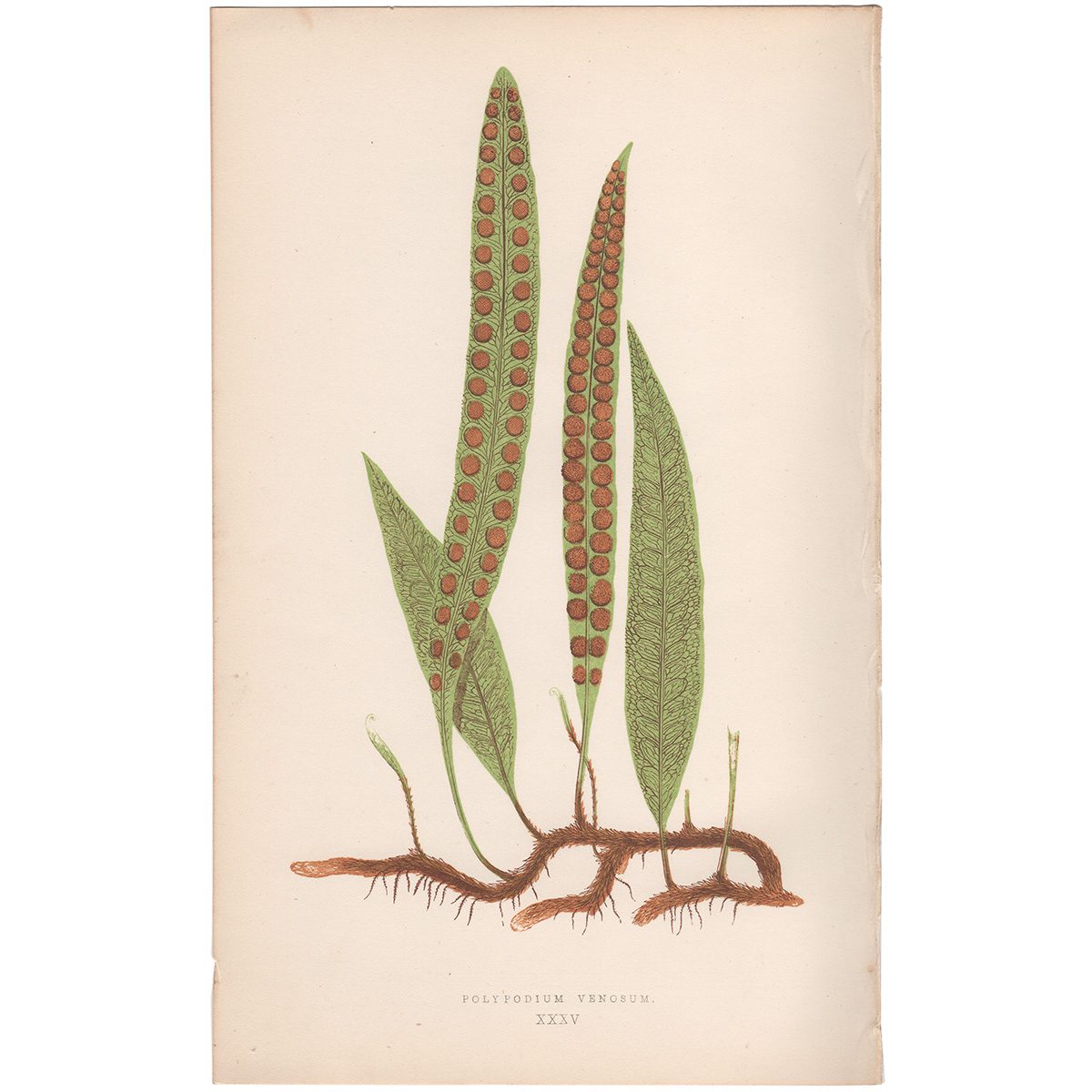 Lowe Ferns Vol 1 Plate 35 Polypodium Venosum