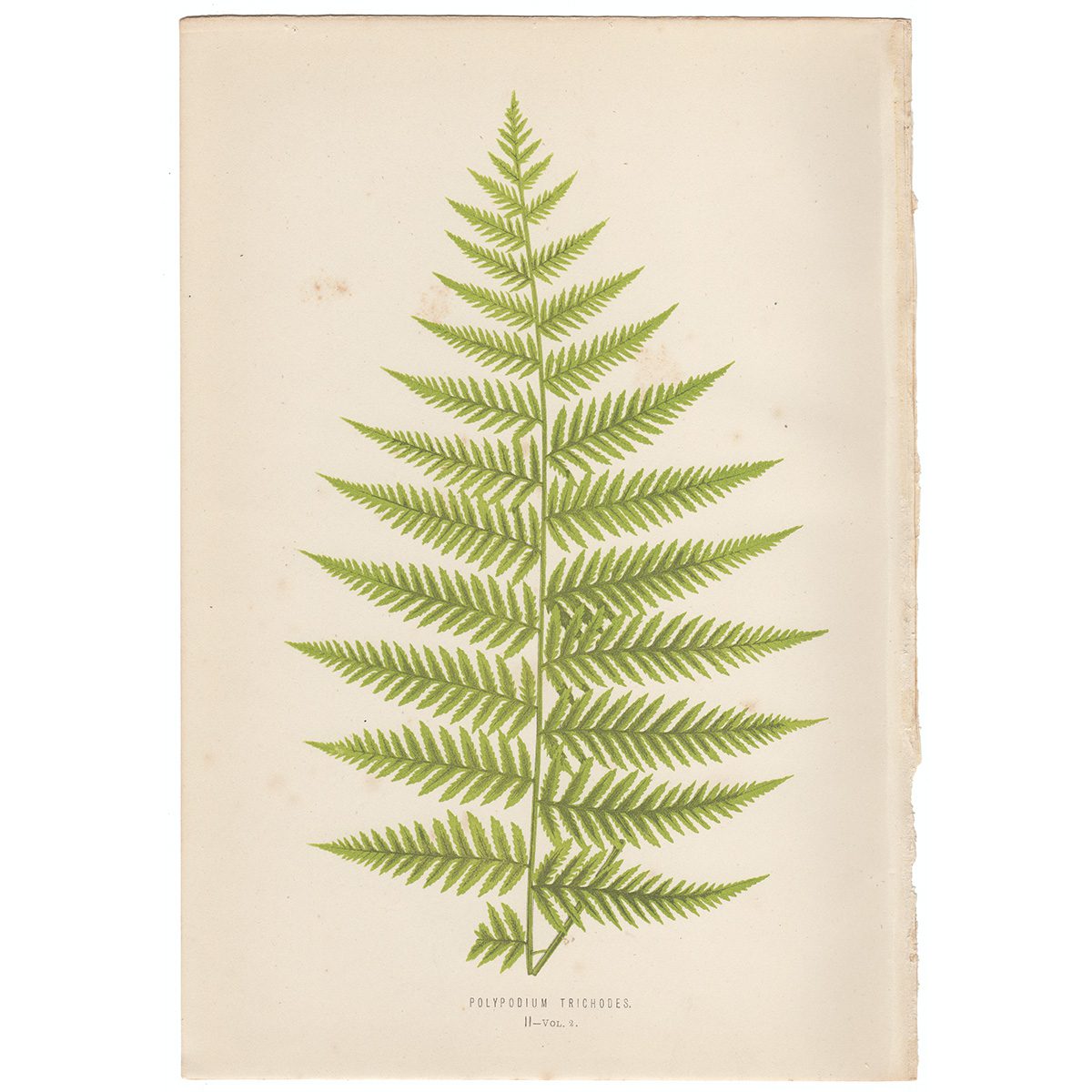 Lowe Ferns Vol 2 Plate 2 Polypodium Trichodes