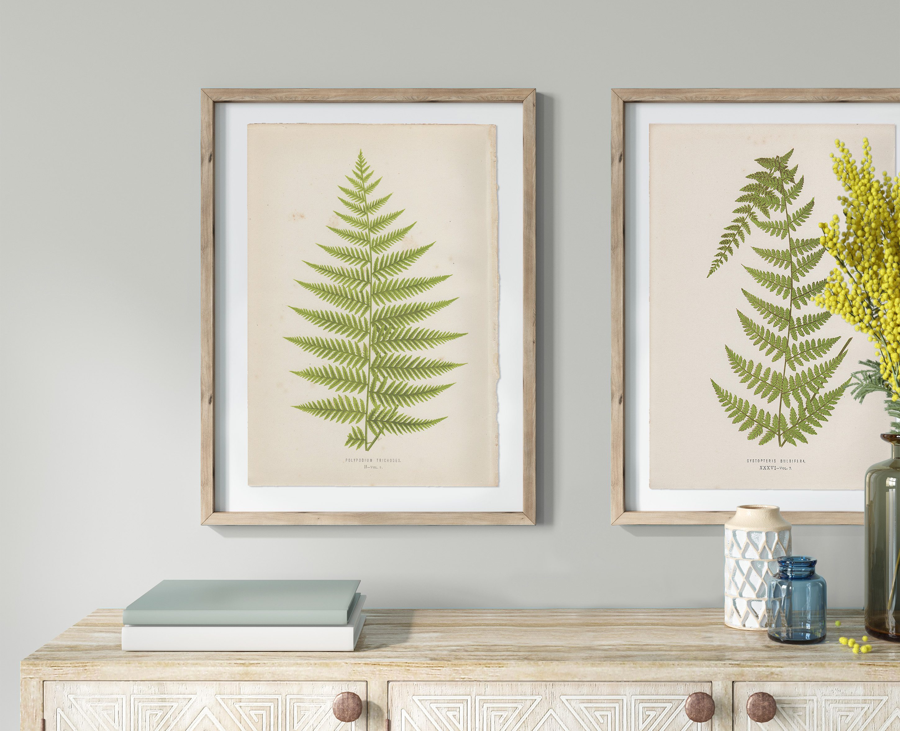 Lowe Ferns Vol 2 Plate 2 Polypodium Trichodes - Image 4