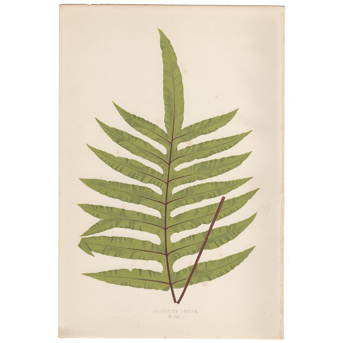 Lowe Ferns Vol 2 Plate 5 Polypodium Aureum