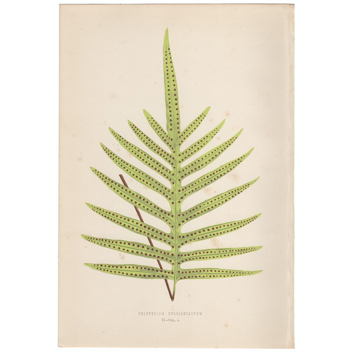 Lowe Ferns Vol 2 Plate 6 Polypodium Sporadocarpum