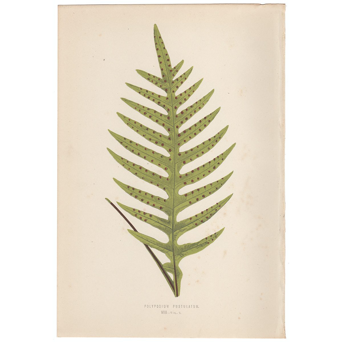 Lowe Ferns Vol 2 Plate 8 Polypodium Pustulatum