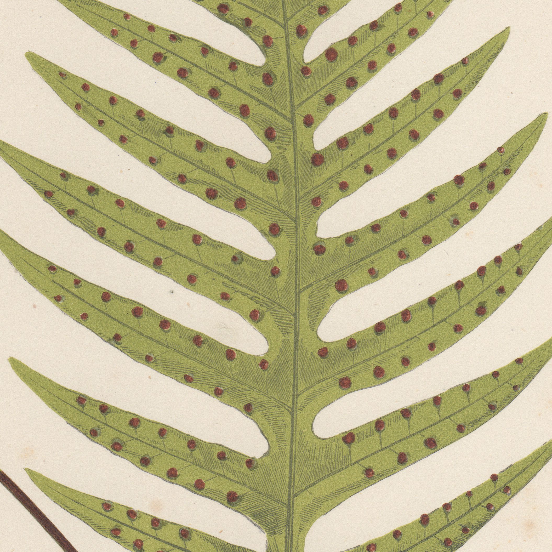 Lowe Ferns Vol 2 Plate 8 Polypodium Pustulatum - Image 2