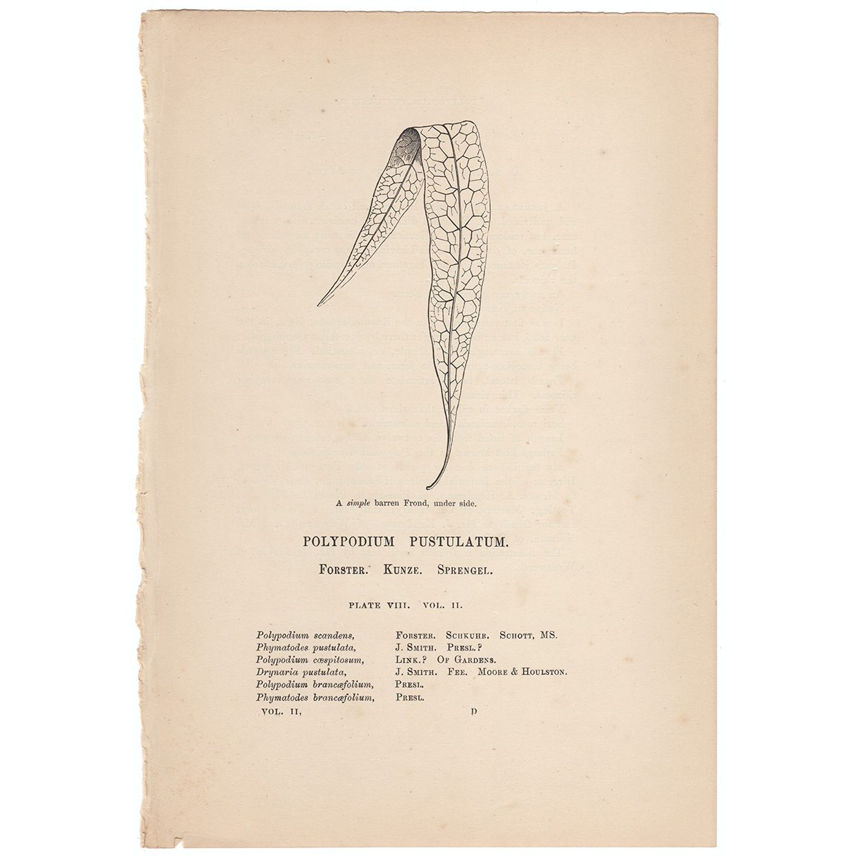 Lowe Ferns Vol 2 Plate 8 Polypodium Pustulatum - Image 3