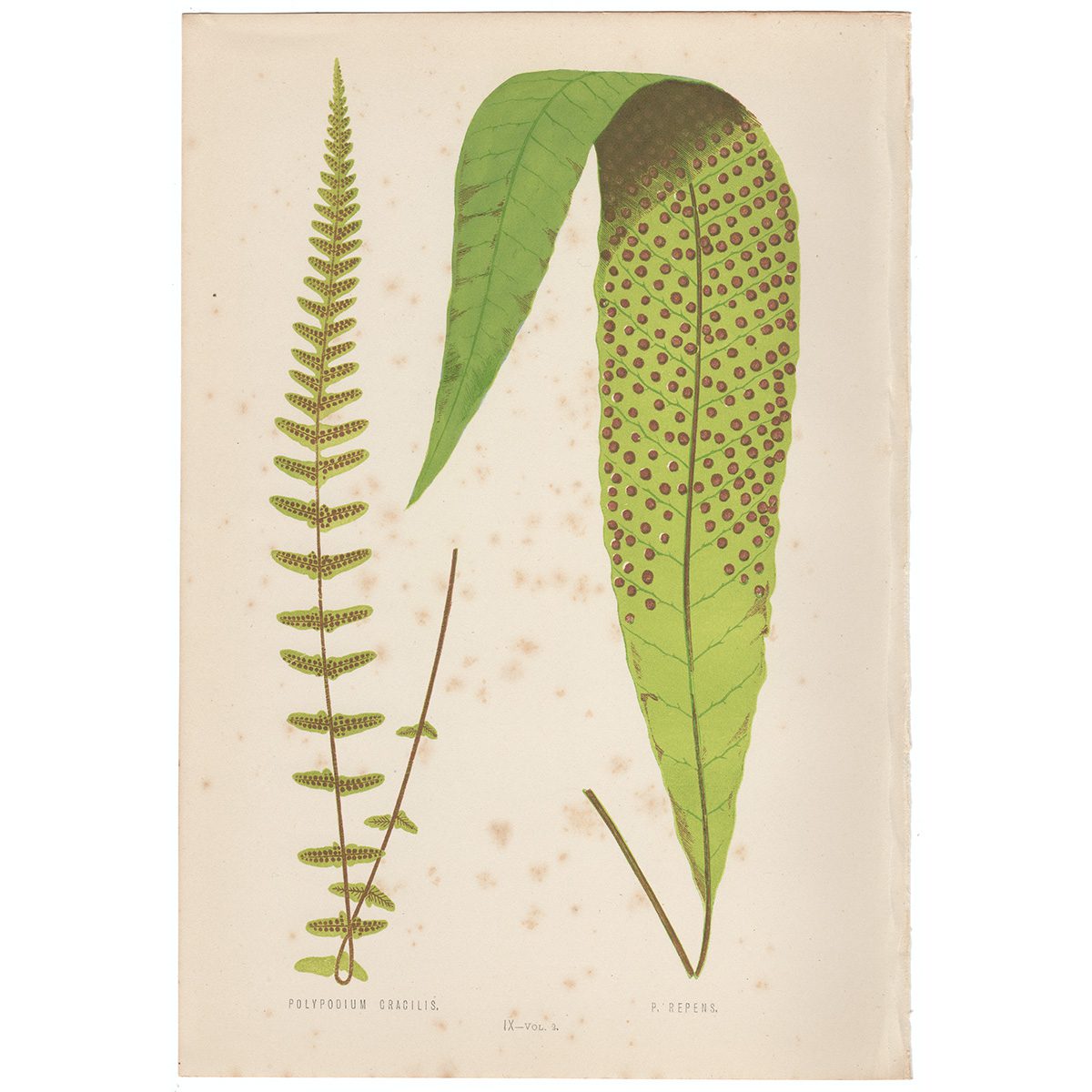 Lowe Ferns Vol 2 Plate 9 Polypodium Cracilis; Polypodium Repens