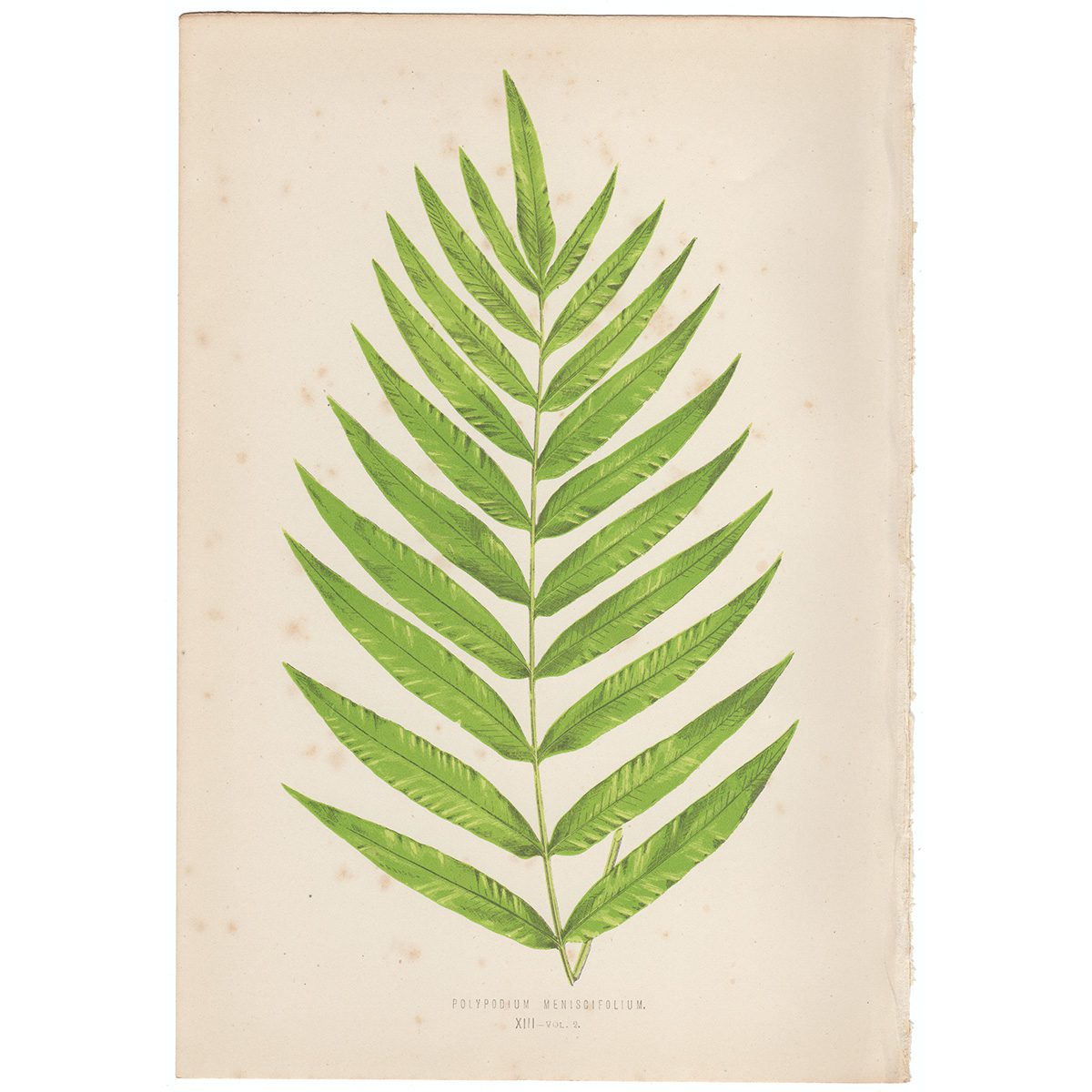 Lowe Ferns Vol 2 Plate 13 Polypodium Meniscifolium
