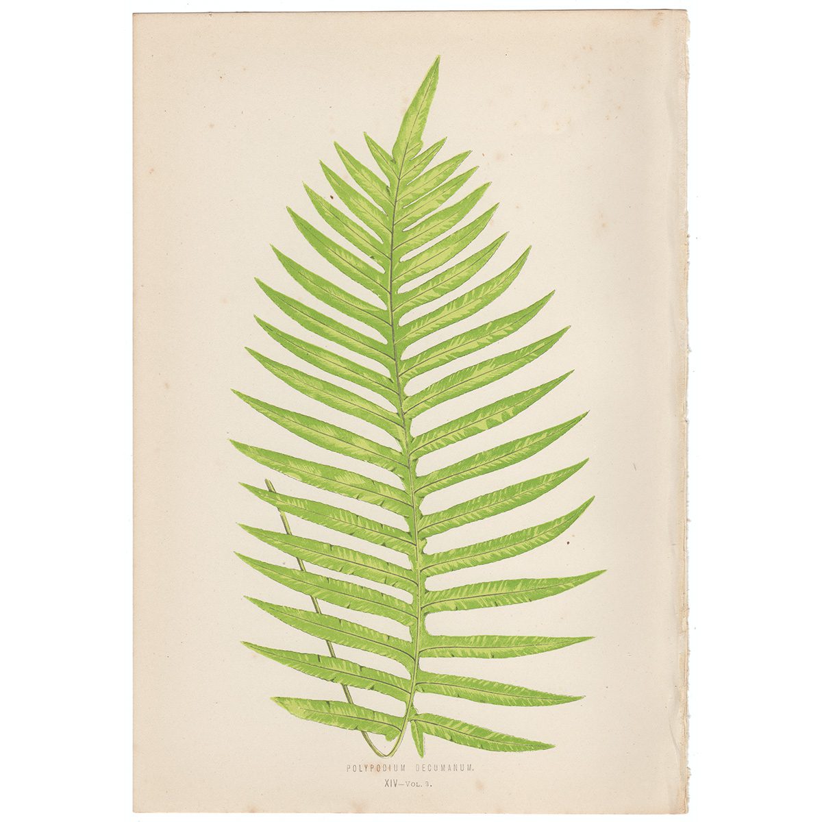 Lowe Ferns Vol 2 Plate 14 Polypodium Decumanum