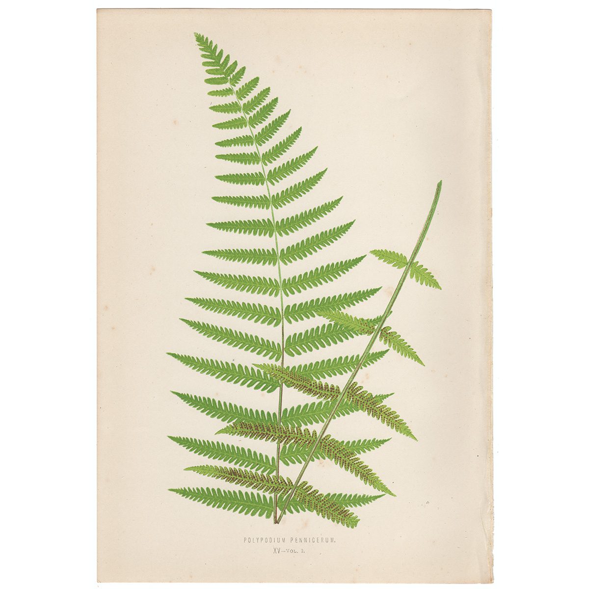 Lowe Ferns Vol 2 Plate 15 Polypodium Pennicerum